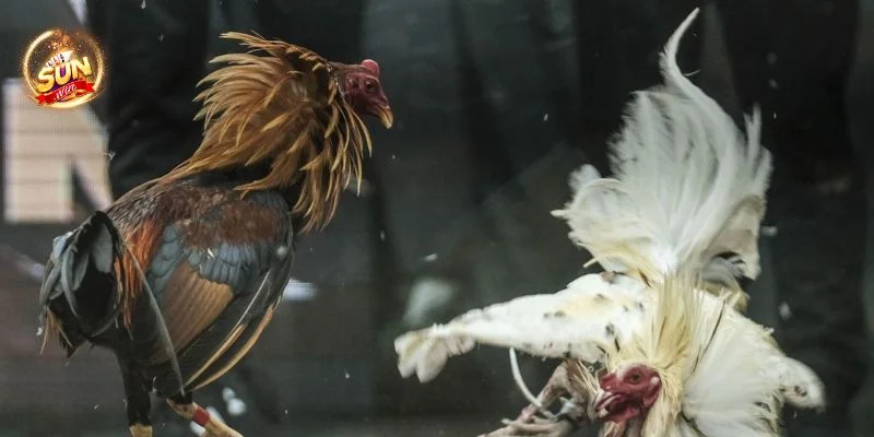 Người chơi nên ưu tiên bắt kèo theo gà nhà chuồng để tạo tối đa an toàn cược.